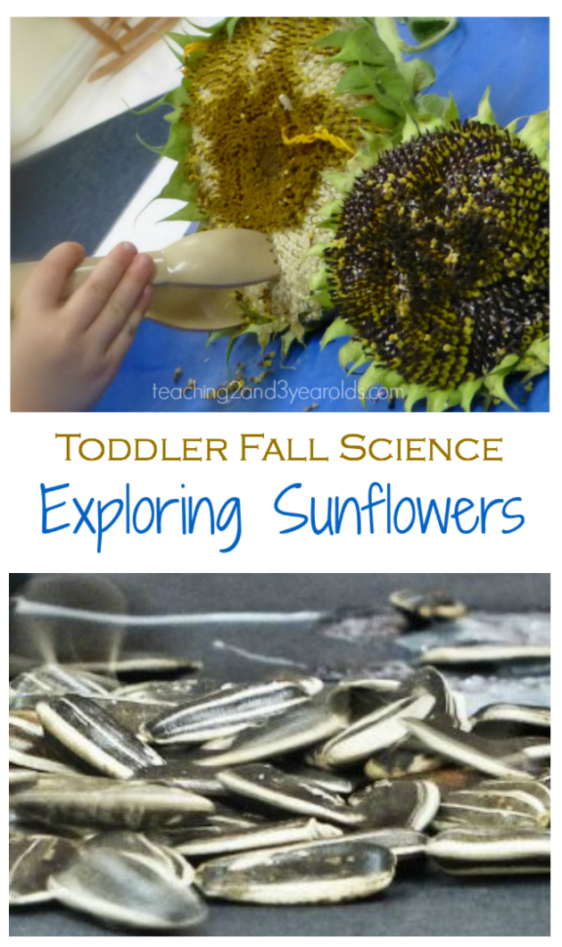 Toddler Science with Sunflowers long