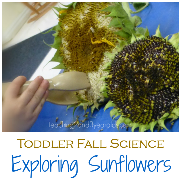 Toddler Science with Sunflowers