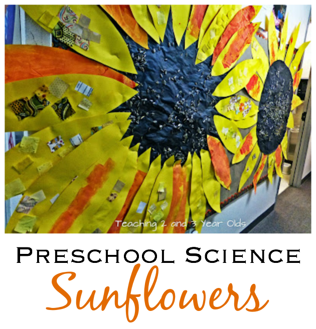 preschool science with sunflowers