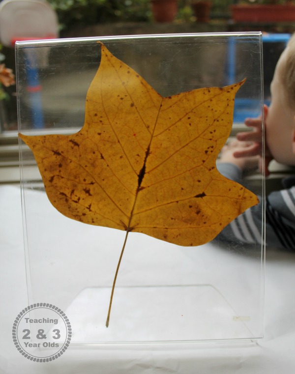 Leaf Art for Toddlers