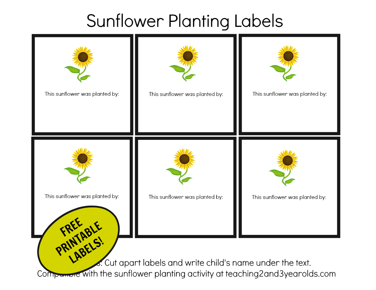 Sunflower Garden Project for Kids