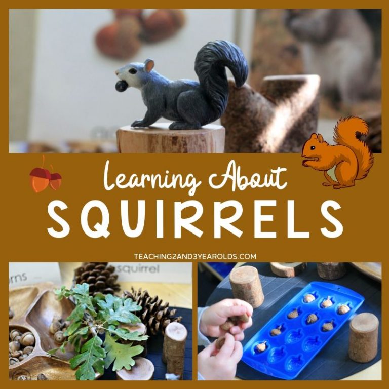 Putting Together Preschool Squirrel Activities at the Science Table
