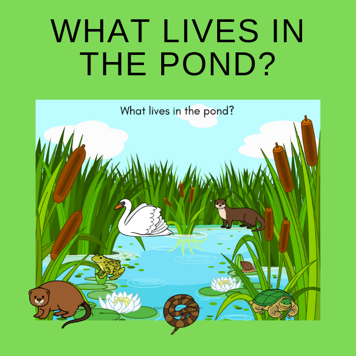 Free Who Lives in the Pond Printable Activity