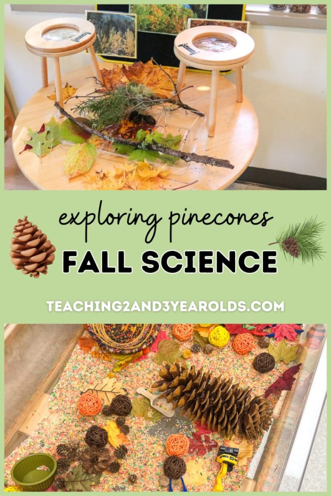 preschool pinecone exploration