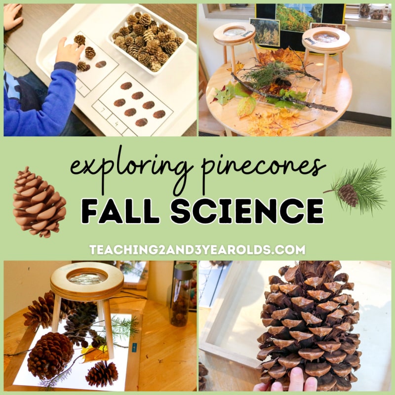 preschool pinecone exploration