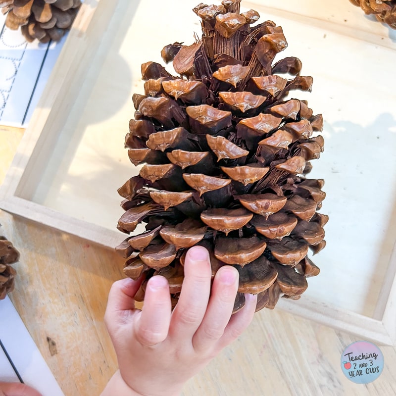 preschool pinecone exploration