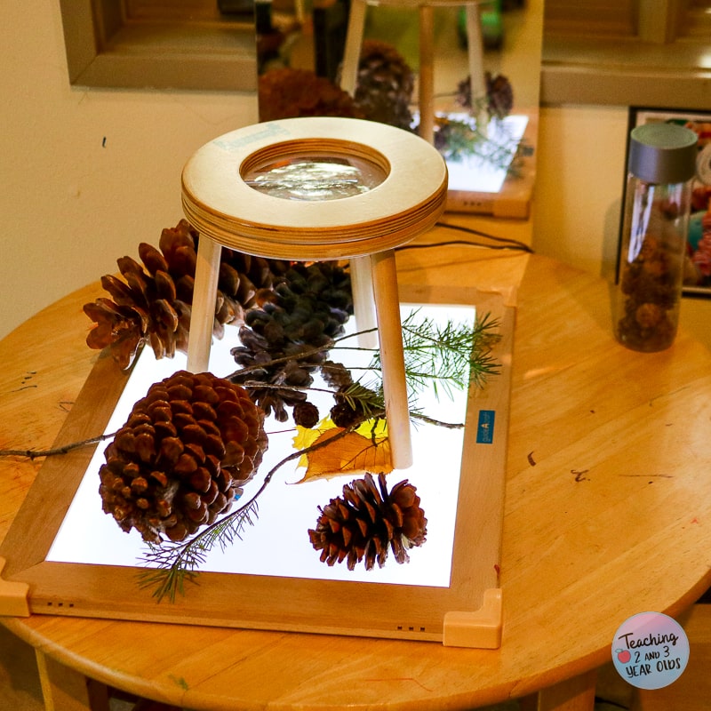 preschool pinecones exploration